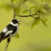 Lejsek belokrky - Ficedula albicollis - Collared Flycatcher 2656